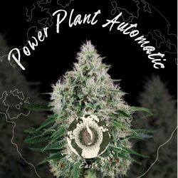 Power Plant Autoflower...