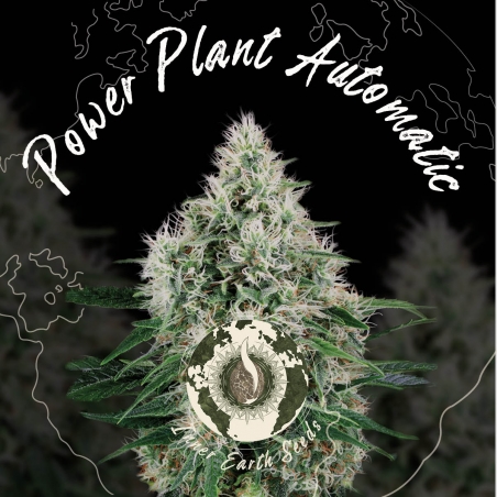 Power Plant Autoflower Feminized - Inner Earth Seeds - Next Level
