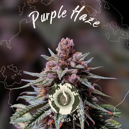Purple Haze Feminized - Inner Earth Seeds - Next Level