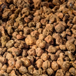 White Truffles | 250 grams