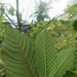 Kratom Super Red Borneo - finely ground Mitragyna Speciosa powder - premium packaging