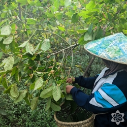 Kratom Super Green Vein - finely ground Mitragyna Speciosa powder - premium packaging