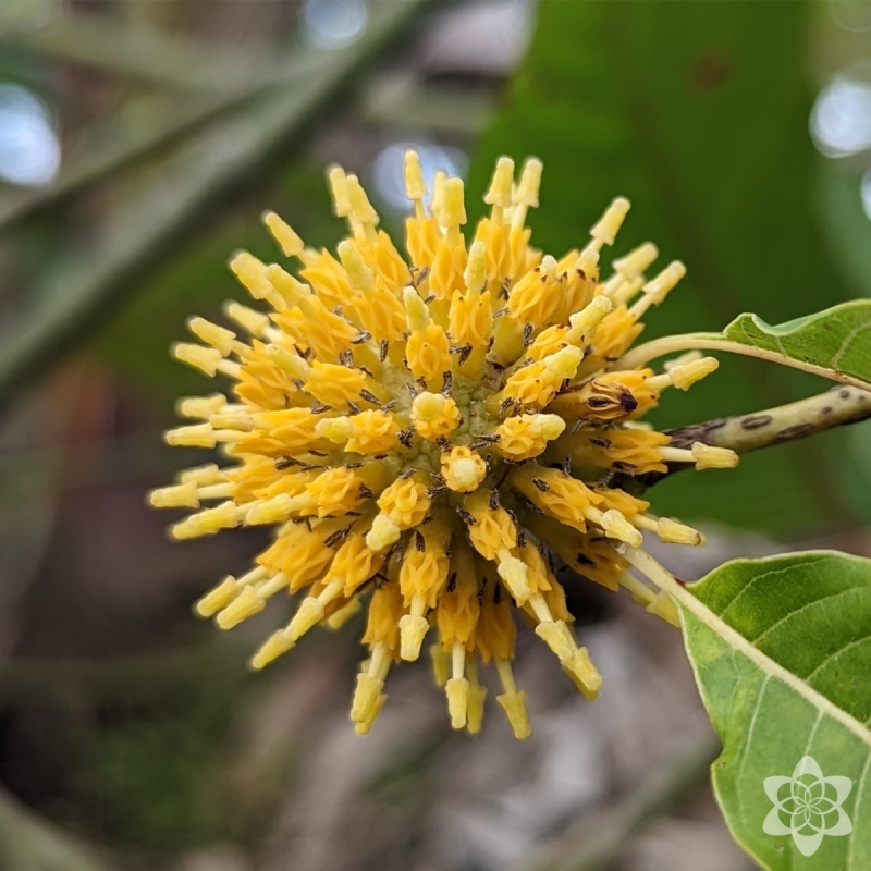 Kratom Super Bali Green - fijngemalen Mitragyna Speciosa poeder