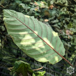 Kratom Super Maeng Da Red - finely ground Mitragyna Speciosa powder - premium packaging