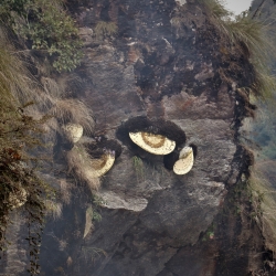 Mad Honey (Nepal) - natural honey - product overview