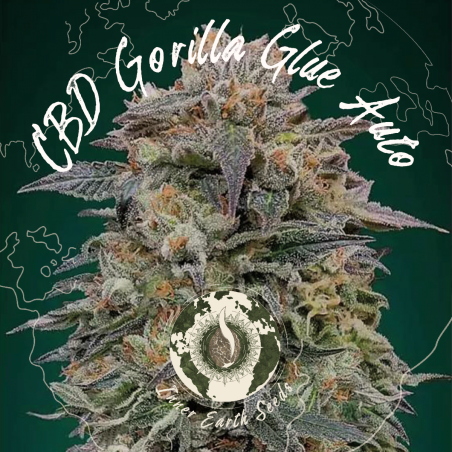Gorilla Glue CBD Autoflower - Inner Earth Seeds - Next Level