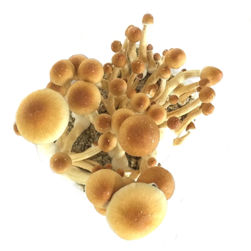 Order Psilocybe Cubensis Ecuador - Magic Mushroom Growkit online | Next Level Smartshop Webshop Order Psilocybe Cubensis Ecuador - Magic Mushroom Growkit online | Next Level Smartshop Webshop