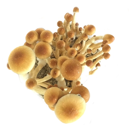 Premium Ecuador Magic Mushroom Grow Kit - Psilocybe Cubensis - Magic Mushroom Grow Kits - Next Level