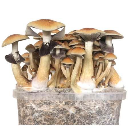 Premium Golden Teacher Magic Mushroom Grow Kit - Psilocybe Cubensis - Magic Mushroom Grow Kits - Next Level