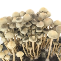 Premium Copelandia Hawaiian Magic Mushroom Grow Kit - Panaeolus Cyanescens | Next Level Smartshop