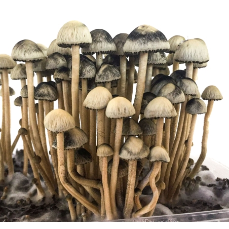 Premium Copelandia Hawaiian Magic Mushroom Grow Kit - Panaeolus Cyanescens | Next Level Smartshop