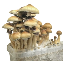Premium Colombian Magic Mushroom Grow Kit - Psilocybe Cubensis | Next Level Smartshop Webshop