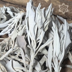 Witte Salie - Clusters - zuiverende smudge sticks