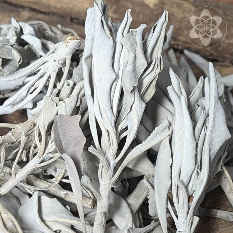 White Sage - Clusters - purifying smudge sticks White Sage - Clusters - purifying smudge sticks