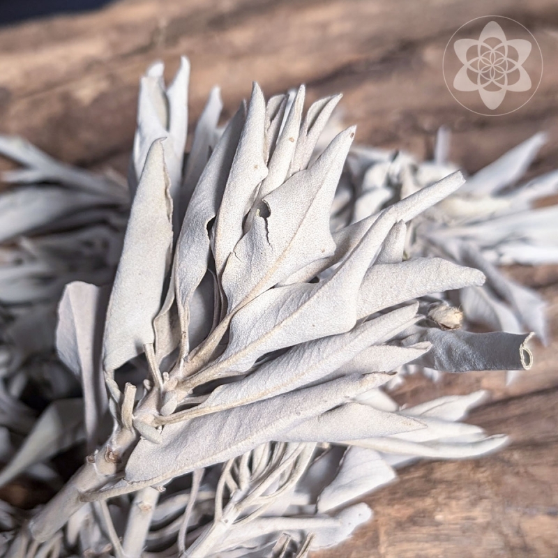 Witte Salie - Clusters - zuiverende smudge sticks - productoverzicht