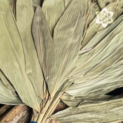 Chakapa - Large with Shipibo design - handcrafted ceremonial instrument - back side