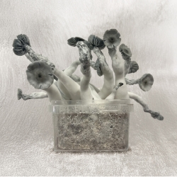 Jack Frost Premium Magic Mushroom Grow Kit | Extra Strong & High Yield | Next Level