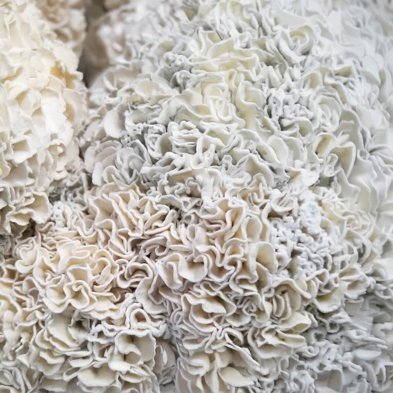 Buy Hawaiian Copelandia Magic Nushroom Grow Kit | Next Level Smartshop