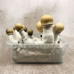 Bluey Vuitton Premium Paddo Kweekset | Uniek en Extra Sterk | Next Level