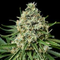 Critical Feminized - premium cannabis seeds