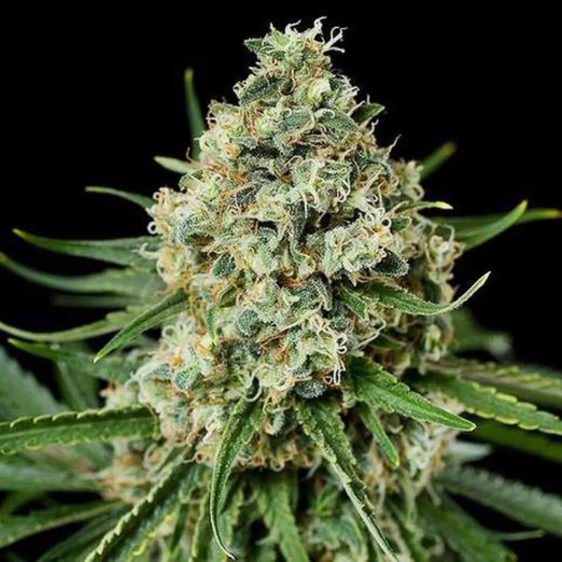 Critical Feminized - premium cannabis seeds