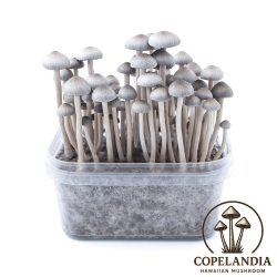 Premium Copelandia Hawaiian Paddo Grow Kit - compleet paddo kweekpakket