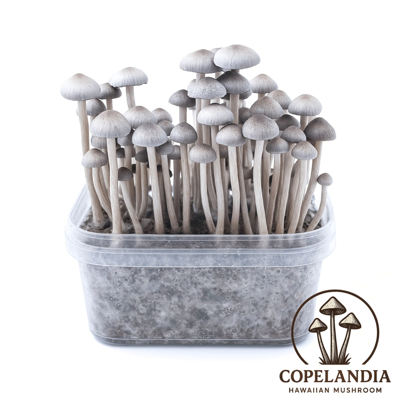 Premium Copelandia Hawaiian Paddo Grow Kit - compleet paddo kweekpakket