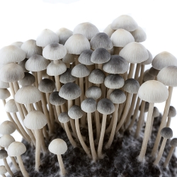 Premium Copelandia Hawaiian Paddo Grow Kit - compleet paddo kweekpakket - kweekset inhoud