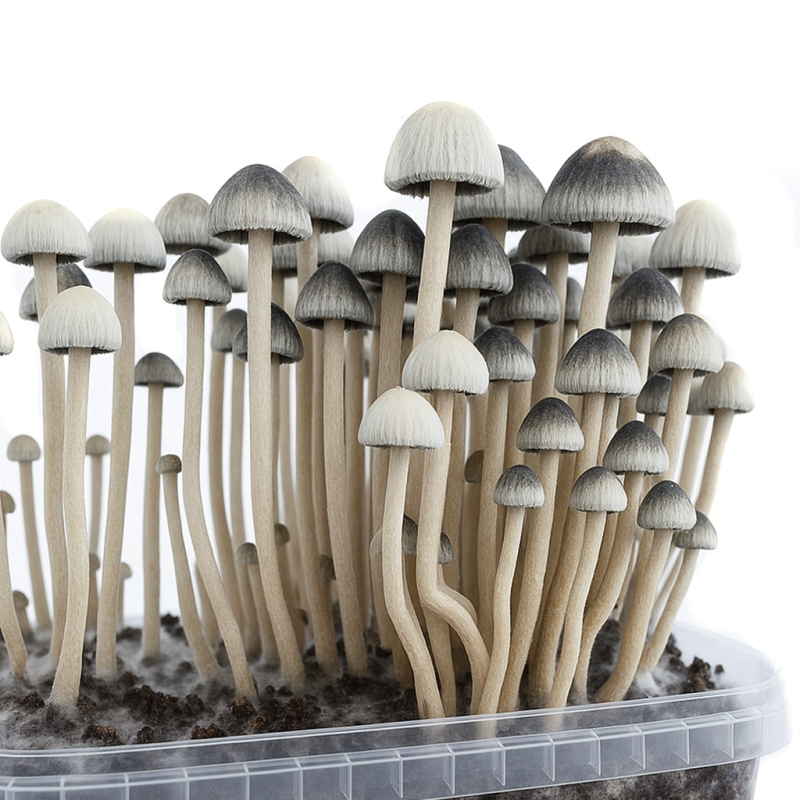 Premium Copelandia Hawaiian Paddo Grow Kit - compleet paddo kweekpakket - groeiresultaat voorbeeld