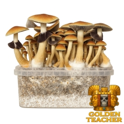 Golden Teacher Paddo Grow Kit - compleet paddo kweekpakket - groeiresultaat voorbeeld