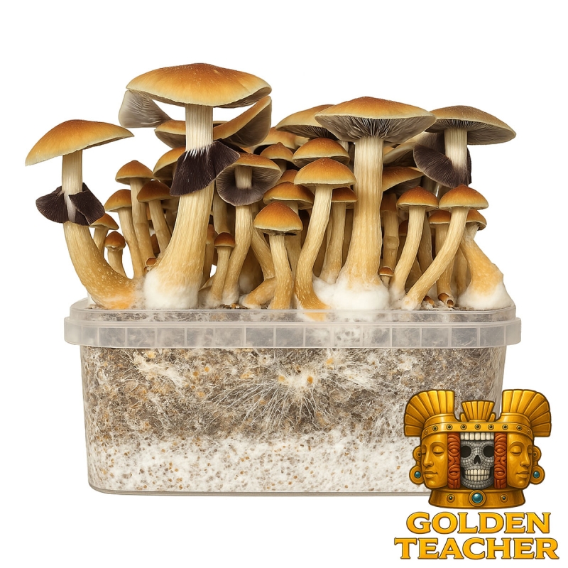 Golden Teacher Paddo Grow Kit - compleet paddo kweekpakket - groeiresultaat voorbeeld