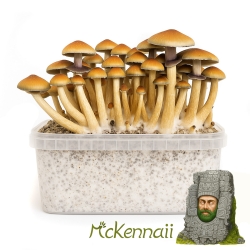 McKennaii Magic Mushroom Grow Kit - complete mushroom cultivation kit - kit contents overview