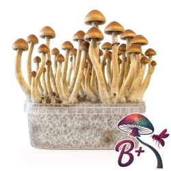 B+ Magic Mushroom Grow Kit - complete mushroom cultivation kit
