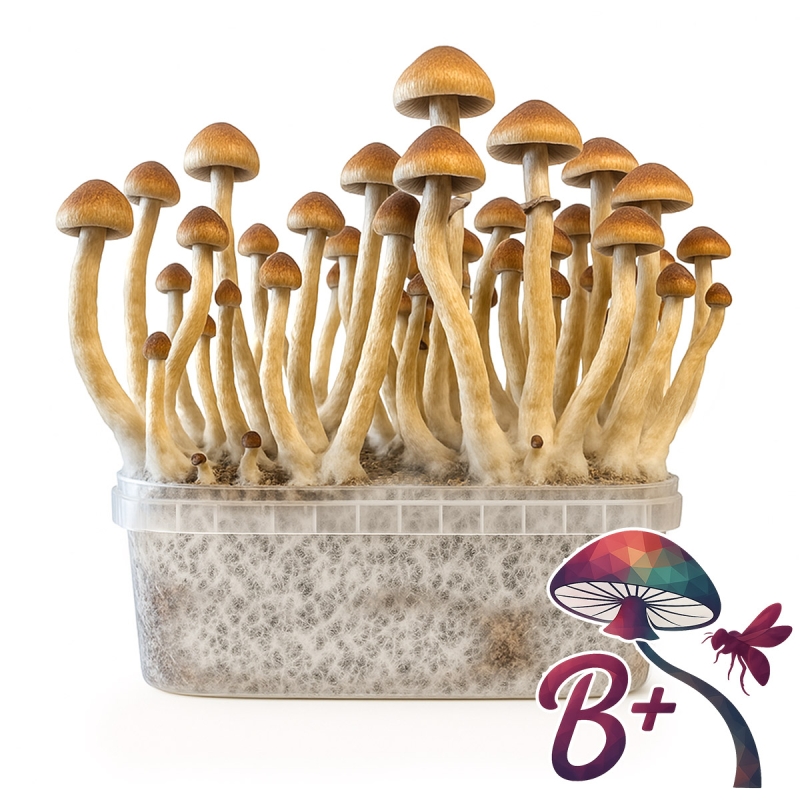 Cubensis B+ Magic Mushroom Grow Kit Psilocybe Cubensis | Next Level Cubensis B+ Magic Mushroom Grow Kit Psilocybe Cubensis | Next Level