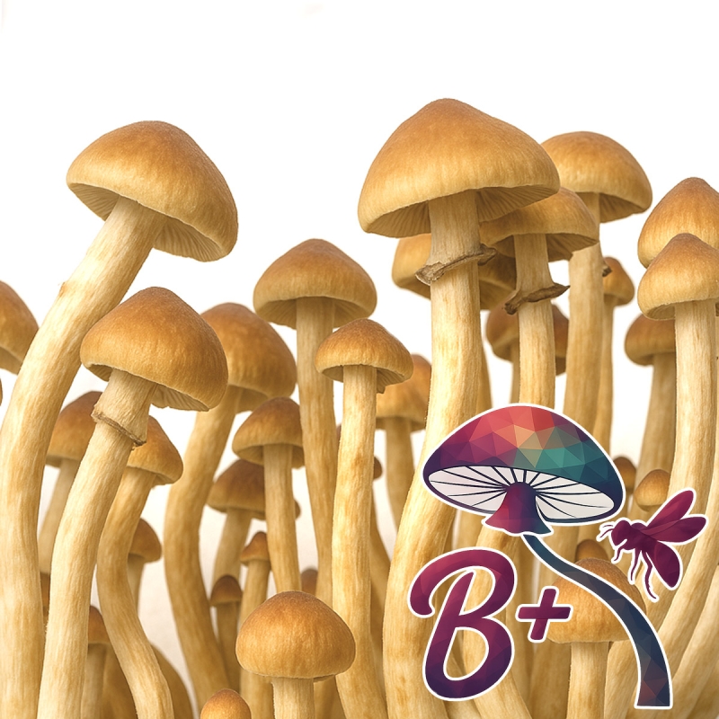 Cubensis B+ Magic Mushroom Grow Kit Psilocybe Cubensis | Next Level Cubensis B+ Magic Mushroom Grow Kit Psilocybe Cubensis | Next Level