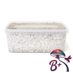 B+ Paddo Grow Kit - compleet paddo kweekpakket - groeiresultaat voorbeeld B+ Paddo Grow Kit - compleet paddo kweekpakket - groeiresultaat voorbeeld