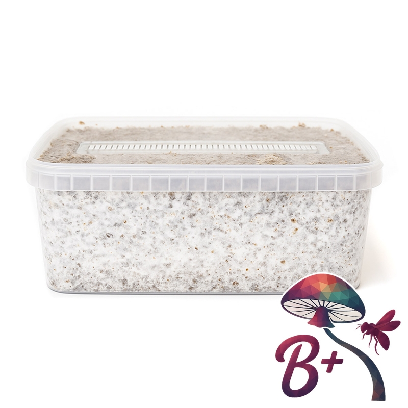 B+ Paddo Grow Kit - compleet paddo kweekpakket - groeiresultaat voorbeeld B+ Paddo Grow Kit - compleet paddo kweekpakket - groeiresultaat voorbeeld