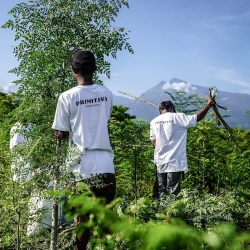 Moringa Leaf - Primitiva Pills (60g) - Indonesian herbal capsules - product overview