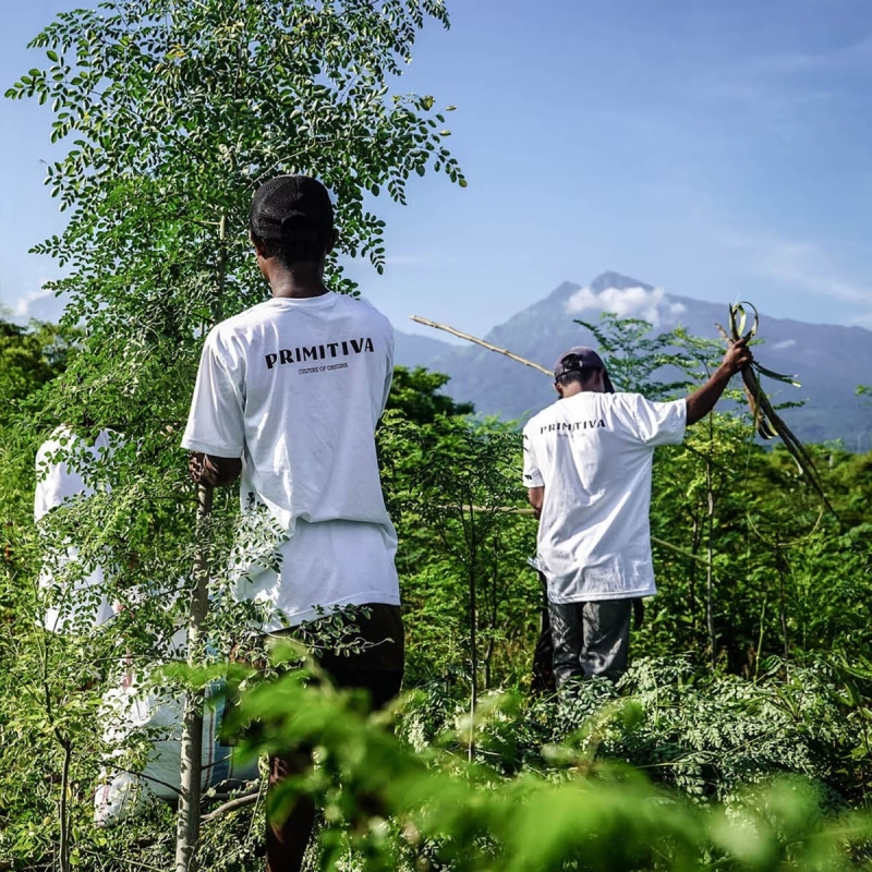 Gemberwortel - Primitiva Pills (45g) - Indonesische kruidencapsules - productoverzicht Gemberwortel - Primitiva Pills (45g) - Indonesische kruidencapsules - productoverzicht