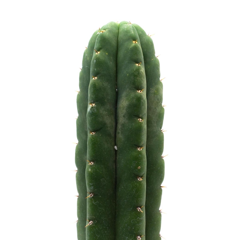 San Pedro - Echinopsis Pachanoi • 25 - 29 cm - live ceremonial cactus San Pedro - Echinopsis Pachanoi • 25 - 29 cm - live ceremonial cactus