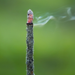 Gaia - Masala Blend Incense - Indian masala blend incense sticks