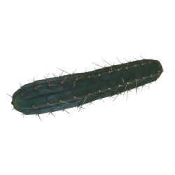 Order San Pedro (Echinopsis Pachanoi) - from 25 cm today from Smart... Order San Pedro (Echinopsis Pachanoi) - from 25 cm today from Smart...