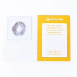 Golden Teacher Spore Print - fresh psilocybin truffles