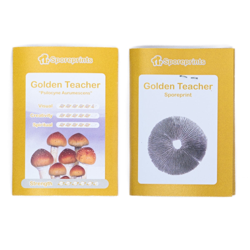 Order Cubensis Golden Teacher - Mushroom Grow Kit online | Next Level