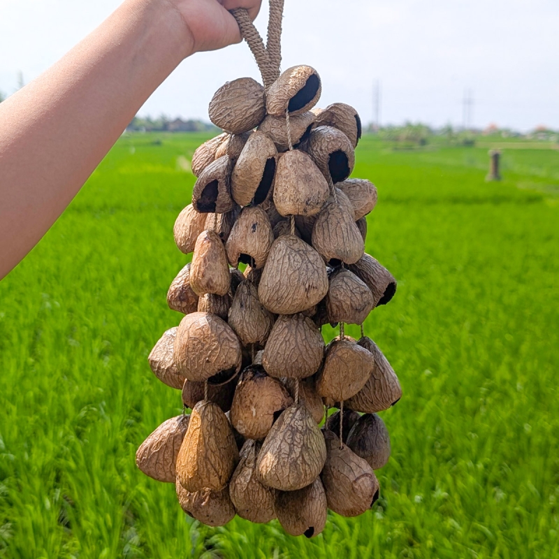 Shamanic Seed Shaker Large - Pangi - handcrafted ceremonial instrument