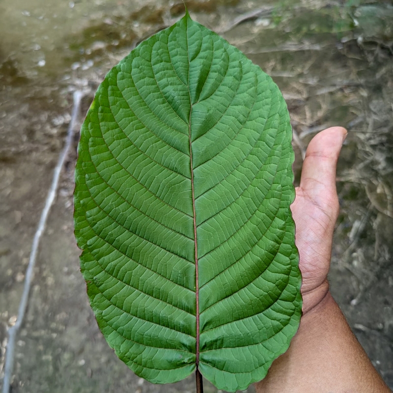 Kratom Super Red Sumatra - finely ground Mitragyna Speciosa powder - product overview Kratom Super Red Sumatra - finely ground Mitragyna Speciosa powder - product overview