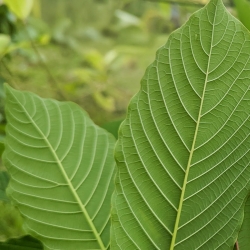 Kratom - Maeng Da Green Bladeren - onverwerkte Mitragyna Speciosa bladeren - detailopname