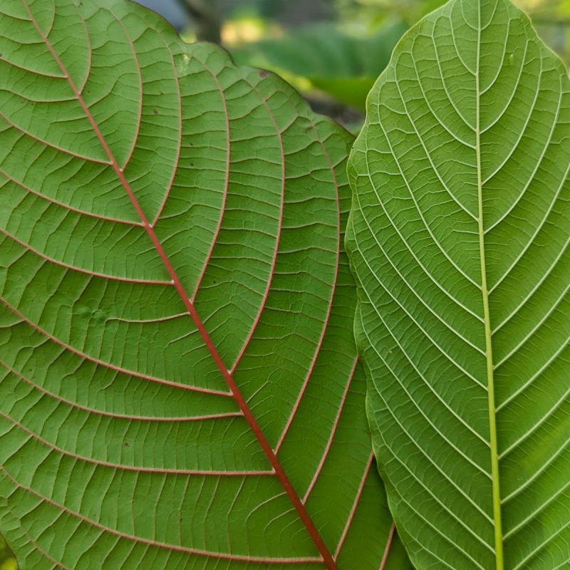 Kratom - Maeng Da White Crushed Leaves - whole Mitragyna Speciosa leaves - close-up detail