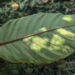 Kratom - Maeng Da Red Crushed Leaves - whole Mitragyna Speciosa leaves - close-up detail