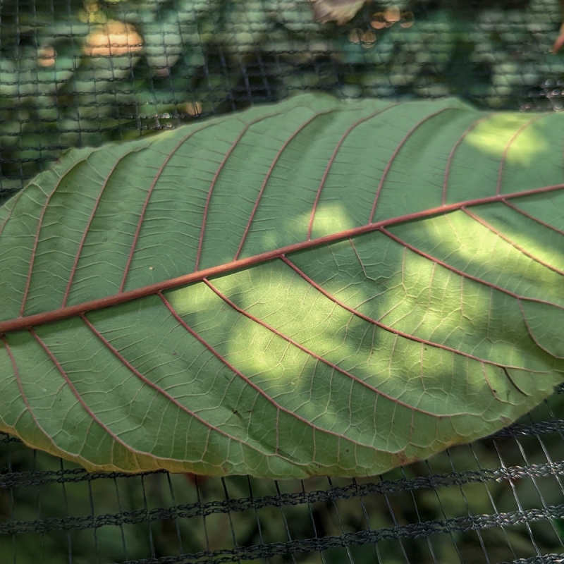 Kratom - Maeng Da Red Bladeren - onverwerkte Mitragyna Speciosa bladeren - detailopname